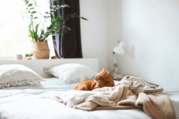 Home Alone? 5 Proven Hacks for Keeping Your Cat Safe While You’re Away