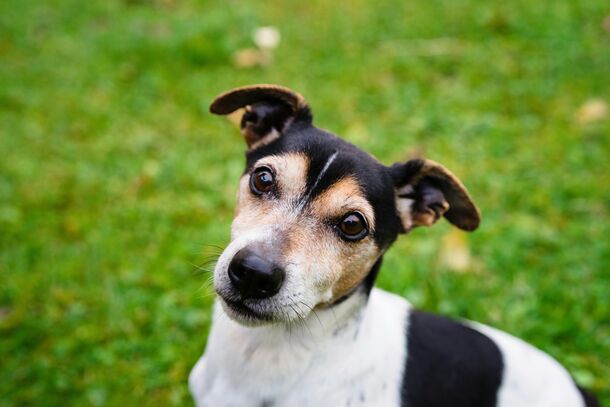 The Real Reason Dogs Tilt Their Heads, According to Canine Experts