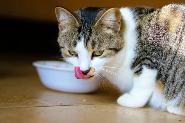 The Hunger Myth: Why Your Cat Begs for Food Even When Their Bowl Is Full