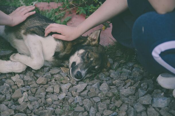 What to Do Immediately If Your Dog Gets Into a Fight, According to a Vet
