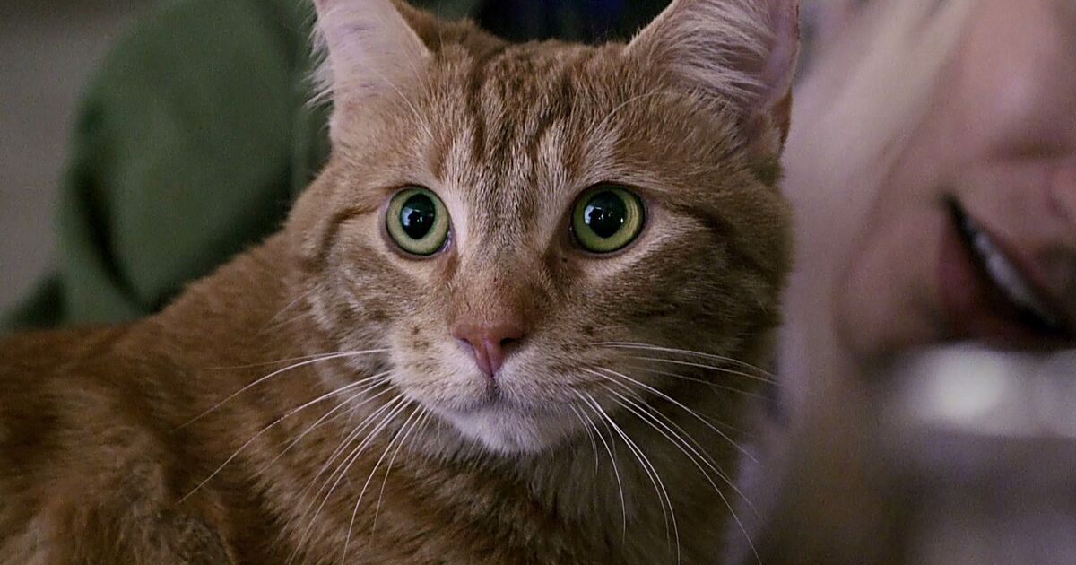 A retiree's best companion isn't a dog: 7 cat breeds that live for your ...