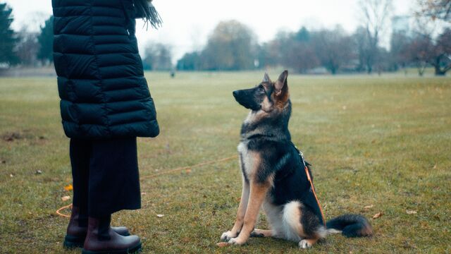 Better Than the Rest: These 2 Pro-Approved Training Tricks Will Make Your Dog 99% More Obedient