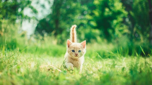 The 3X Longevity Secret: Vets Reveal the Crucial Daily Habits That Can Extends Your Cat's Life Into Their 20s