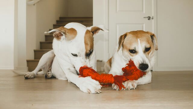 Want a Peaceful Home? These Dog Breeds Love Making Friends with Other Pets