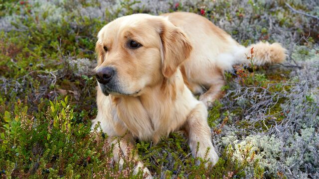 There Is Only One Definitive Way to Cure a Pet Allergy, According to an Immunologist