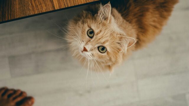 Are You Ready? 5 Essential Things Everyone Should Know Before Getting a Pet