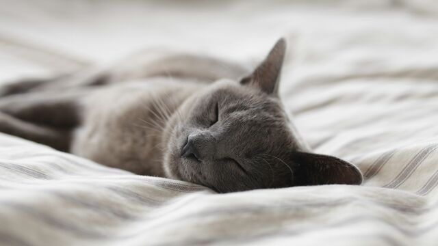 Is Your Cat Sleeping Too Much? How to Tell the Difference Between Lazy and Sick