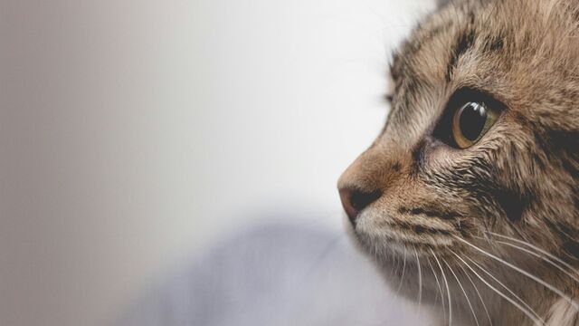 Can Cats Actually See the Future? What Veterinarians Wish You Knew About Feline Intuition