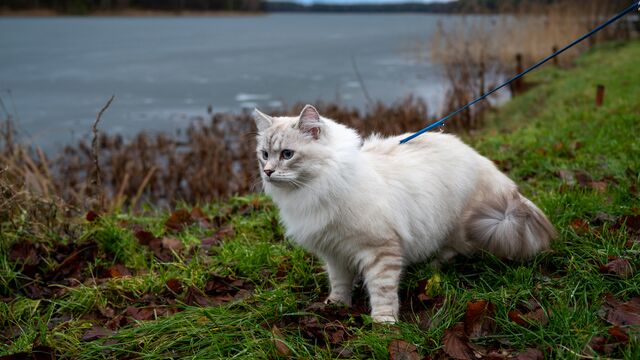Is Your Cat an "Adventure Cat"? Experts Reveal if Leash Walking Is Good for Your Feline Friend