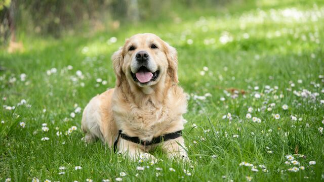 Expert Reveals How to Spot Heatstroke in Your Dog Before It’s Too Late