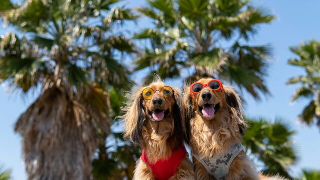 Is Your Dog at Risk? Top Veterinarian Secrets to Preventing Heatstroke During Summer Heatwaves
