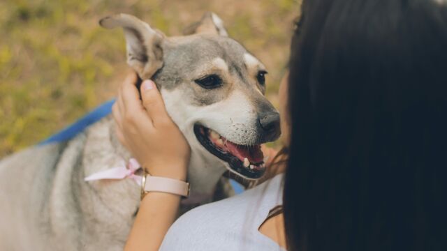 Stop Petting Your Dog Like This: The Common Mistakes That Actually Stress Your Pup Out