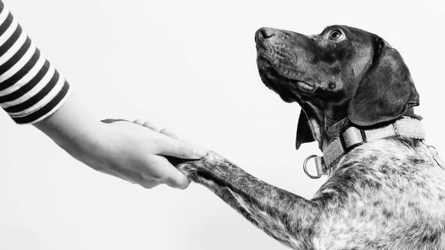 The Worrying Reason Why Your Dog Gives You Its Paw (It’s Not for Play)
