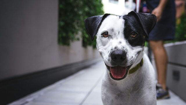 How to Tell If Your Dog Is Losing Their Eyesight