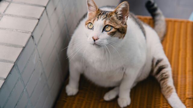Is Your Cat Overweight? Expert Tips to Help Your Feline Friend Lose Weight Safely