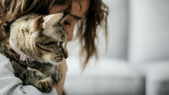 Why Science Says Your Cat’s Purr Is the Ultimate Stress-Reliever (And How It Boosts Your Mood)