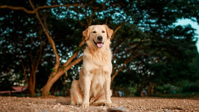 The Golden Retriever Trap: A Vet Warns About the Hidden Behavioral Traits Owners Blindly Ignore