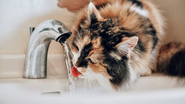 Why Is Your Cat Suddenly Drinking So Much Water? A Vet Explains the Hidden Danger