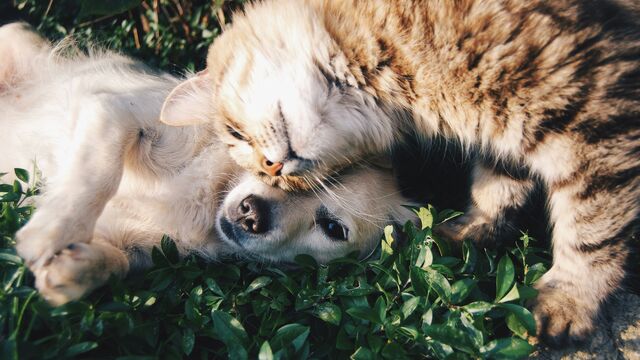 Fighting Like Cats and Dogs? The Secret to Introducing Your Pets Without the Chaos