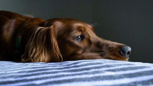 Comforting a Dying Pet: What to Say in Their Final Moments, According to a Veterinary Hospice Expert