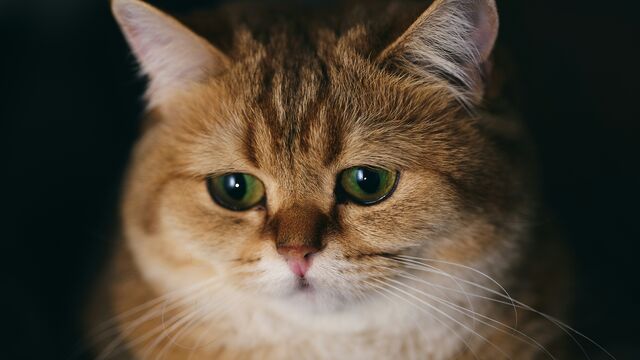 Beyond Loneliness: Veterinarians Explain Why Your Pet Is Gloomy (and How to Help)