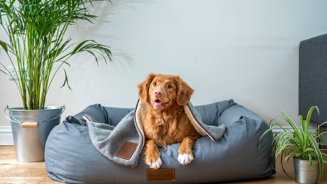 A Top Animal Behaviorist Reveals the Secret to Raising a Calm, Well-Behaved Dog