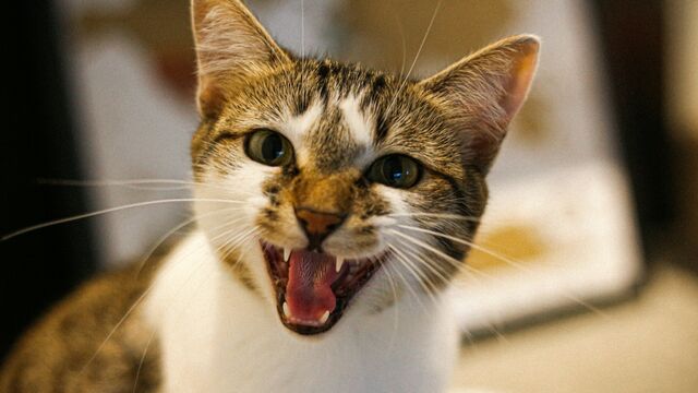 It’s Not Just Anger: A Veterinarian Explains What Your Cat’s Hissing Actually Means