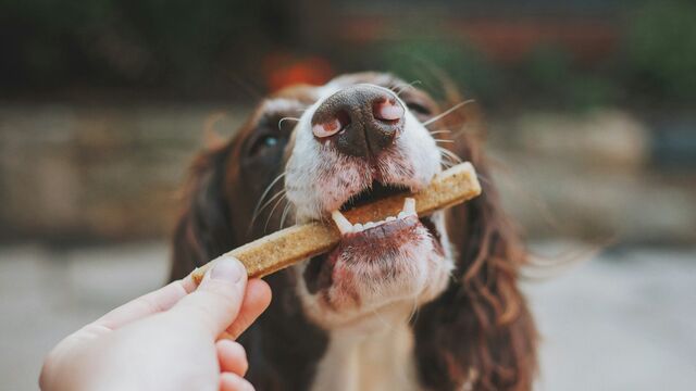 Safe Snacking: A Vet Shares the Ultimate List of Human Foods Your Dog Can Actually Eat