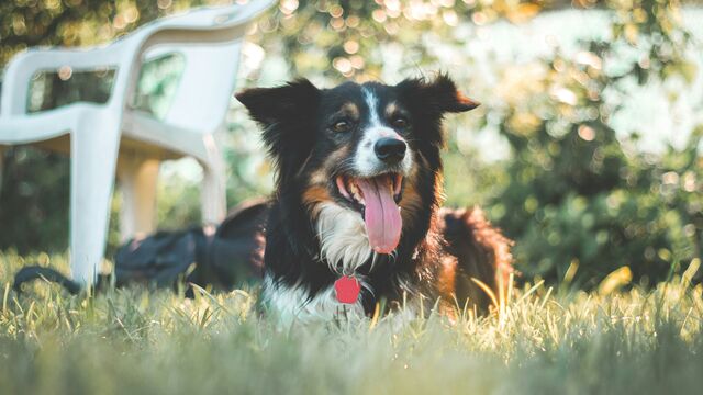 The Critical Summer Pet Rules Every Owner Needs to Prevent Sudden Heatstroke
