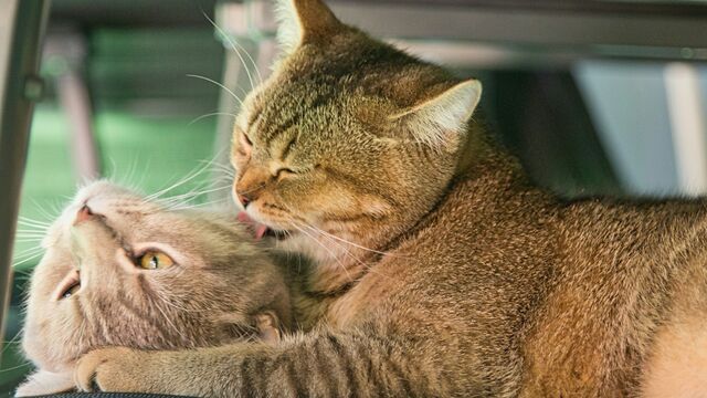 Think Your Cats Are Best Friends? That Mutual Grooming Might Actually Be a Hidden War