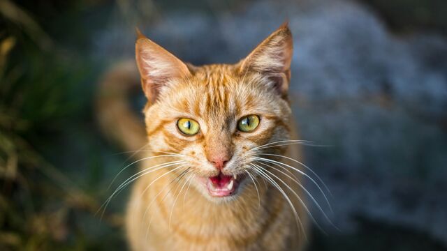 Decoding the Hiss: Why Your Sweet Cat Suddenly Turns into a Scratching Machine
