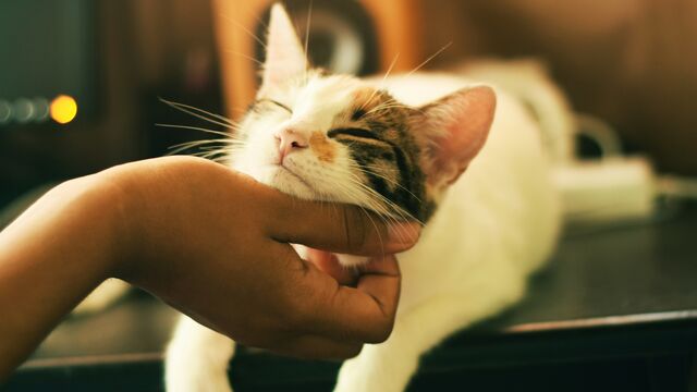5 Signs Your Cat Truly Loves You (Even If They Don't Show It), Revealed by a Vet