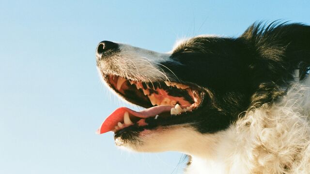 Beyond the Bark: The Hidden Hazards Sabotaging Your Dog’s Dental Health