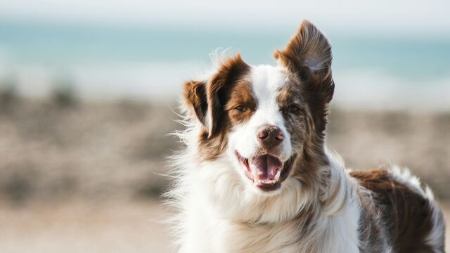 Aging Backward: 6 Expert Secrets to Maximize Your Dog’s Lifespan and Keep Their Brain Sharp