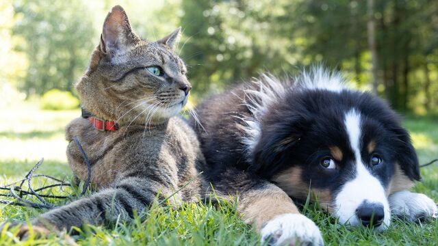 Cat vs. Dog Owners: Science Finally Settles the Debate on Who Is Smarter