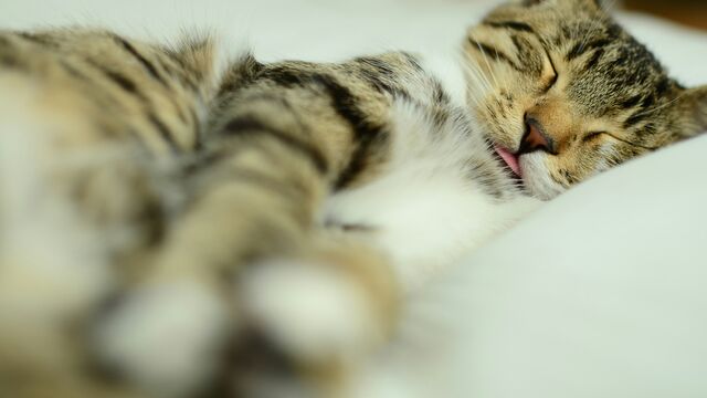 Why Cats "Blep" in Their Sleep: The Surprising Reasons Revealed by Animal Experts