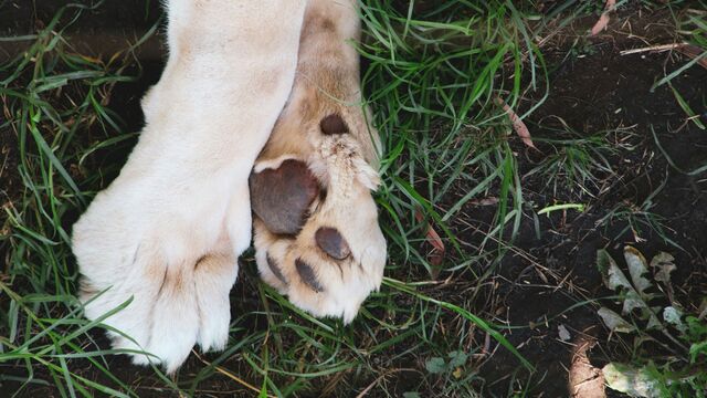 The Most Common Hidden Summer Injuries in Pets, According to a Vet