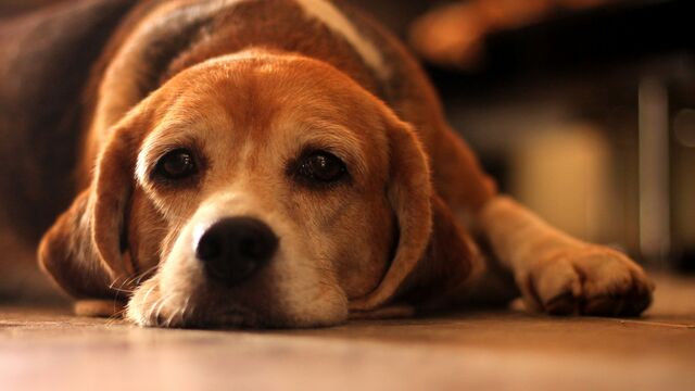 Is Your Work Stress Making Your Dog Anxious? How to Stop "Stress-Shedding" on Your Pet