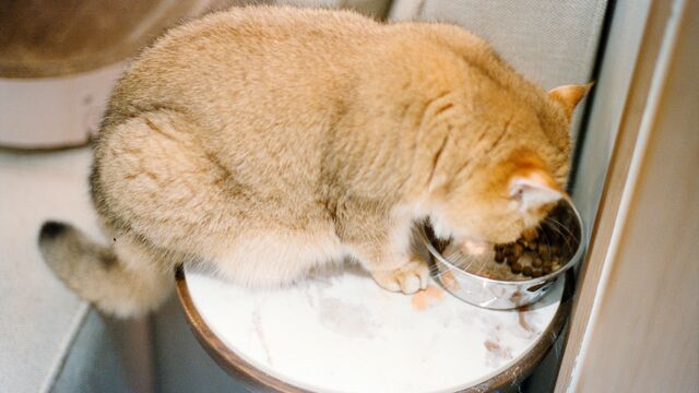 The Science of the Half-Empty Bowl: Researchers Explain Why Your Cat Leaves Food Behind