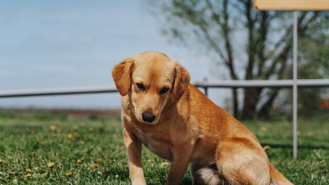 Sneezing, Itchy Paws, or Watery Eyes? An Expert’s Guide to Spotting Allergies in Your Dog