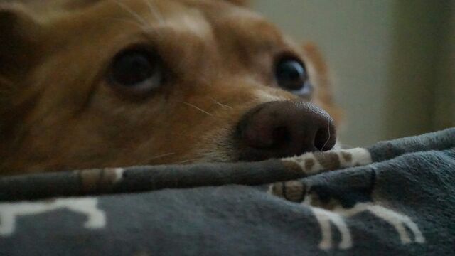 Is Your Pet Scared of Thunder? An Animal Psychologist Shares Essential Relief Tips