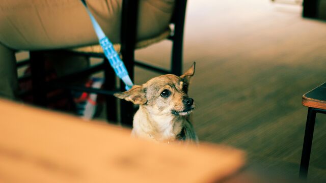 Thinking of Getting a Dog? An Expert Explains Who Should Definitely Reconsider
