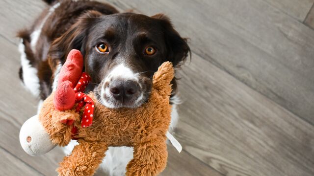 New Scientific Study Reveals How Your Dog Actually Recognizes Their Favorite Toys
