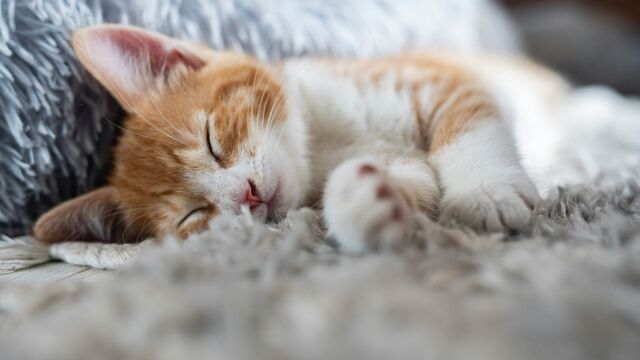 Is Your Cat Sleeping Too Much? Feline Experts Explain the Science Behind Their Extreme Nap Schedule