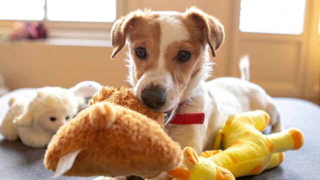 The Hidden Danger in Your Dog's Toy Box: Why Vets Say These 5 Common Items Are Unsafe