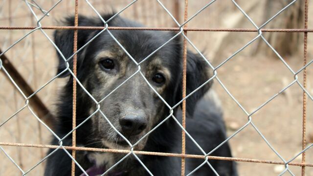 The #1 Rule for Adopting a Shelter Dog: What Every New Owner Needs to Know