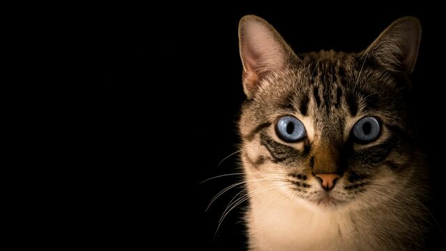 5 Common Cat Myths You Need to Stop Believing Right Now