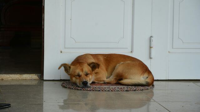 More Than Just a Nap: The 5 Surprising Reasons Your Dog Insists on Sleeping by the Door