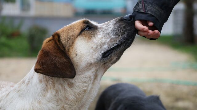 How to Pet a Dog to Actually Make Them Happy, According to Canine Behaviorists