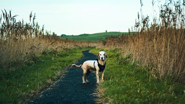 The 2-Hour Golden Window: Why the First 120 Minutes Are Critical for Finding a Lost Pet